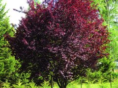 Corcodus ornamental rosu (Prunus cerasifera